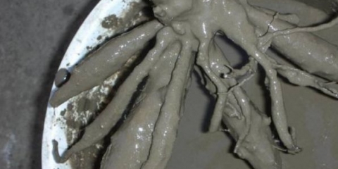 Kako čuvati dalije u stanu